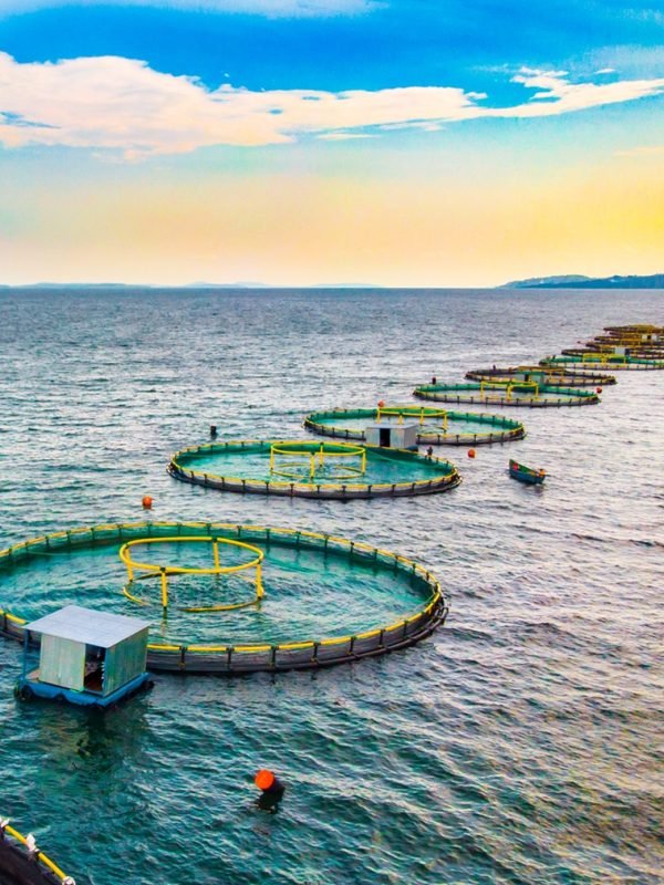 Sustainable_fish_farming